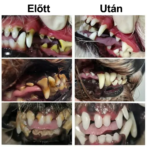 [🇭🇺 Hivatalos Áruház] Healrize® Állati Fogászati és Emésztési Egészséget Támogató Orális Folyadék – Friss lehelet, fogkő eltávolítása és ínyregeneráció támogatása, a fogak stabilizálása (macskáknak és kutyáknak) – Ma 70% kedvezmény! 🦷